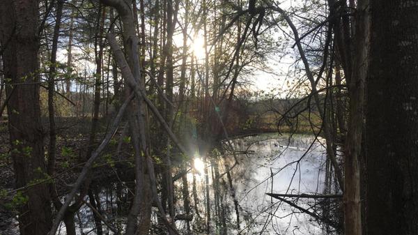 Idyllischer Teich im Wald bei Harrhof – ein willkommener Rückzugsort für Tiere.