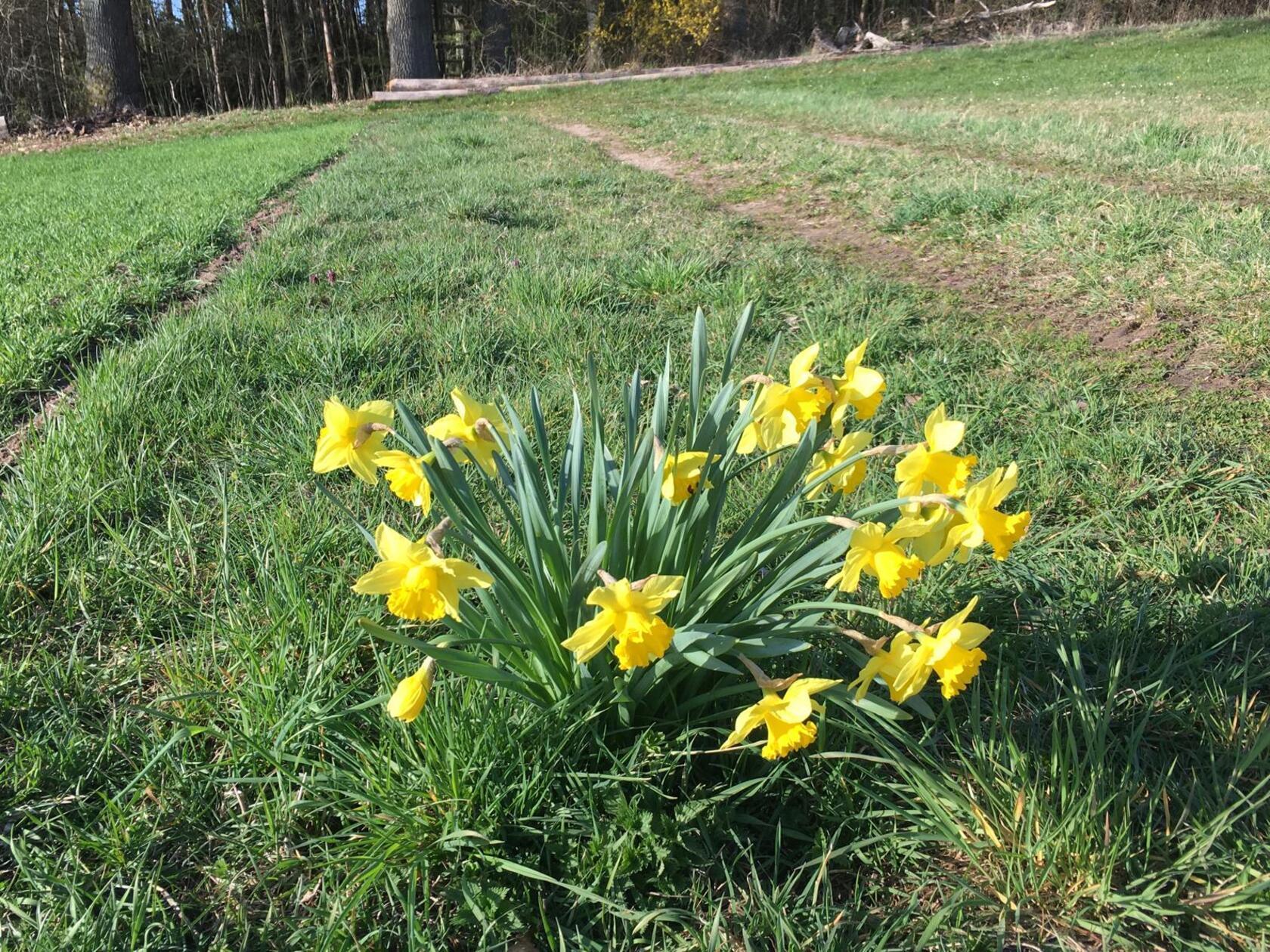 Leuchtend gelbe Osterglocken säumen diesen Feldweg zu einem Wald bei Altenfelden.
