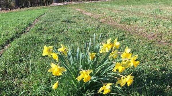 Leuchtend gelbe Osterglocken säumen diesen Feldweg zu einem Wald bei Altenfelden.