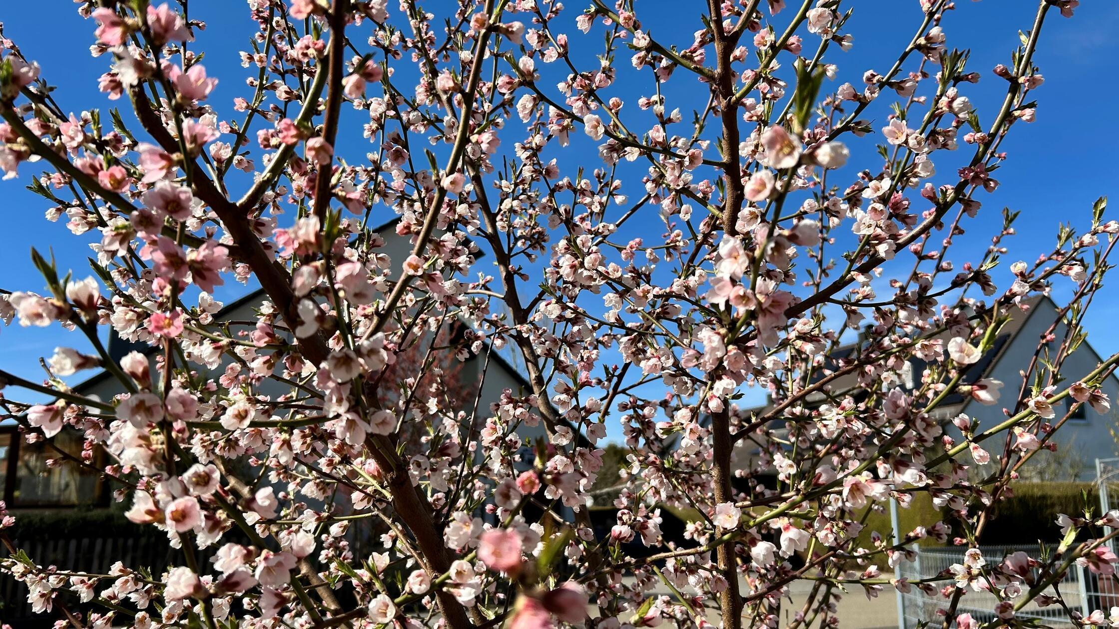 Die Mandelblüte in Postbauer hat unser Leser Stephan Kern fotografiert.