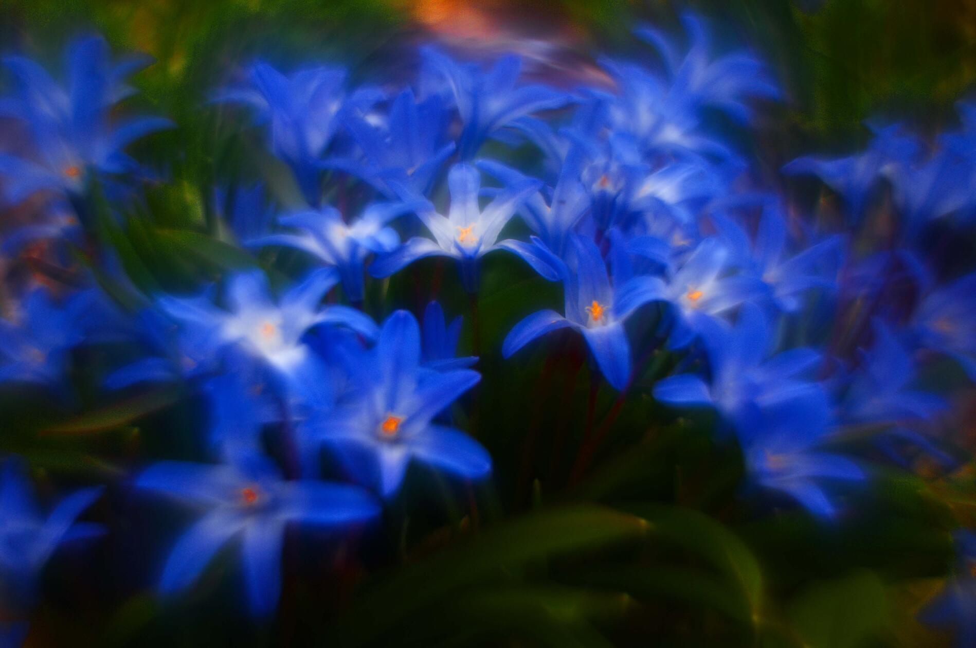 Diese blauen "Schönheiten" hat unser Leser Theo Körner mit einem Vintageobjektiv fotografiert.