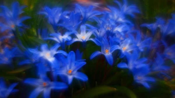 Diese blauen "Schönheiten" hat unser Leser Theo Körner mit einem Vintageobjektiv fotografiert.