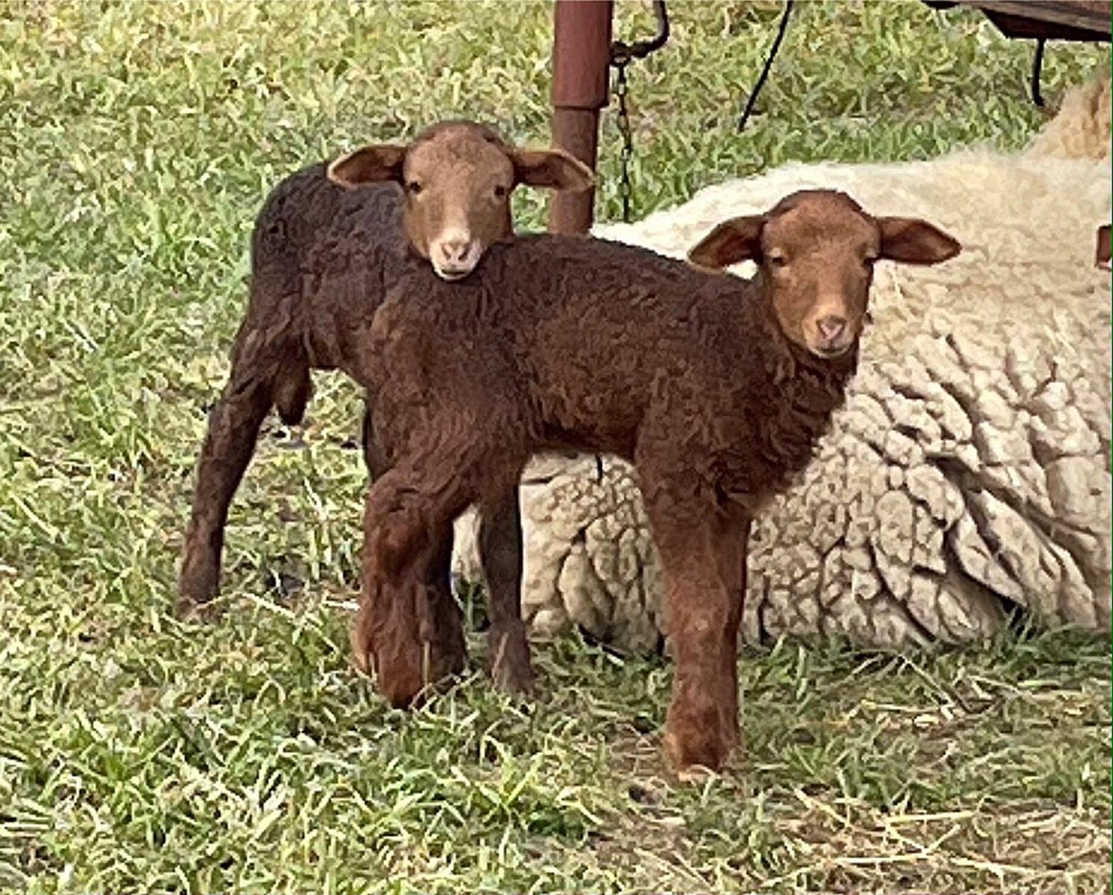 Die beiden Lämmer freuen sich schon auf wärmere Temperaturen, festgehalten von Leserin Andrea Mertl.