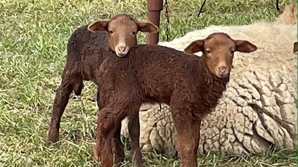Die beiden Lämmer freuen sich schon auf wärmere Temperaturen, festgehalten von Leserin Andrea Mertl.
