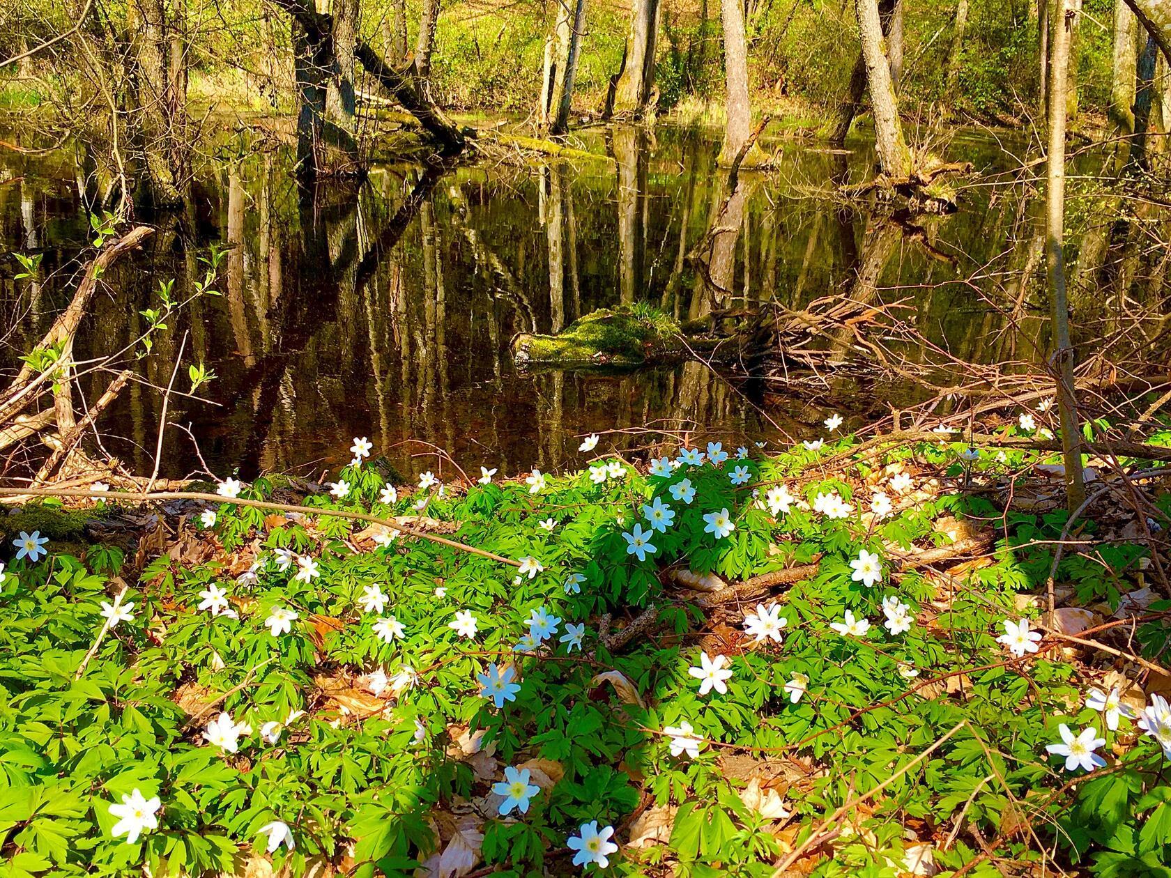 Die Weiheridylle am Buchberg fotografierte Leser Michael Haas.