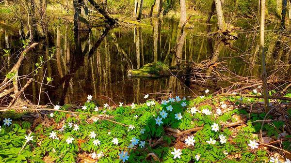Die Weiheridylle am Buchberg fotografierte Leser Michael Haas.
