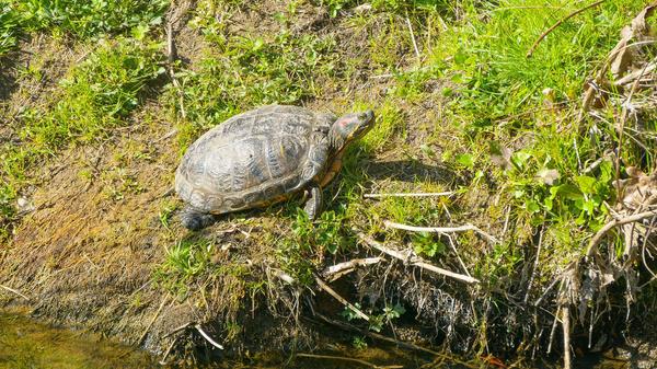Beim Osterspaziergang entdeckte Leser Manfred Götz die sich sonnende Schildkröte am Ufer der Schwarzach.