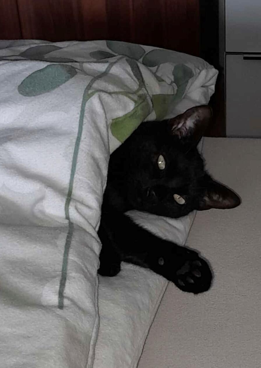 Wenn der Lieblingskater das Bett vorwärmt, festgehalten von Leserin Christa Endres.