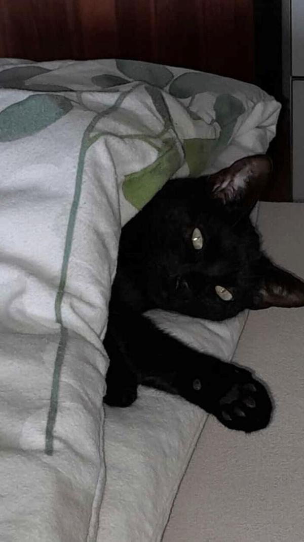 Wenn der Lieblingskater das Bett vorwärmt, festgehalten von Leserin Christa Endres.