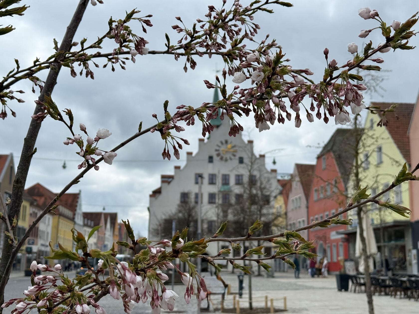 Frühlingsblüten vor dem Neumarkter Rathaus, entdeckt von Leserin Angelika Kress.