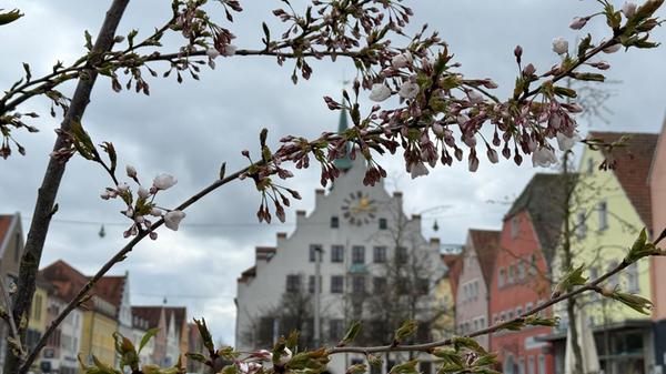 Frühlingsblüten vor dem Neumarkter Rathaus, entdeckt von Leserin Angelika Kress.