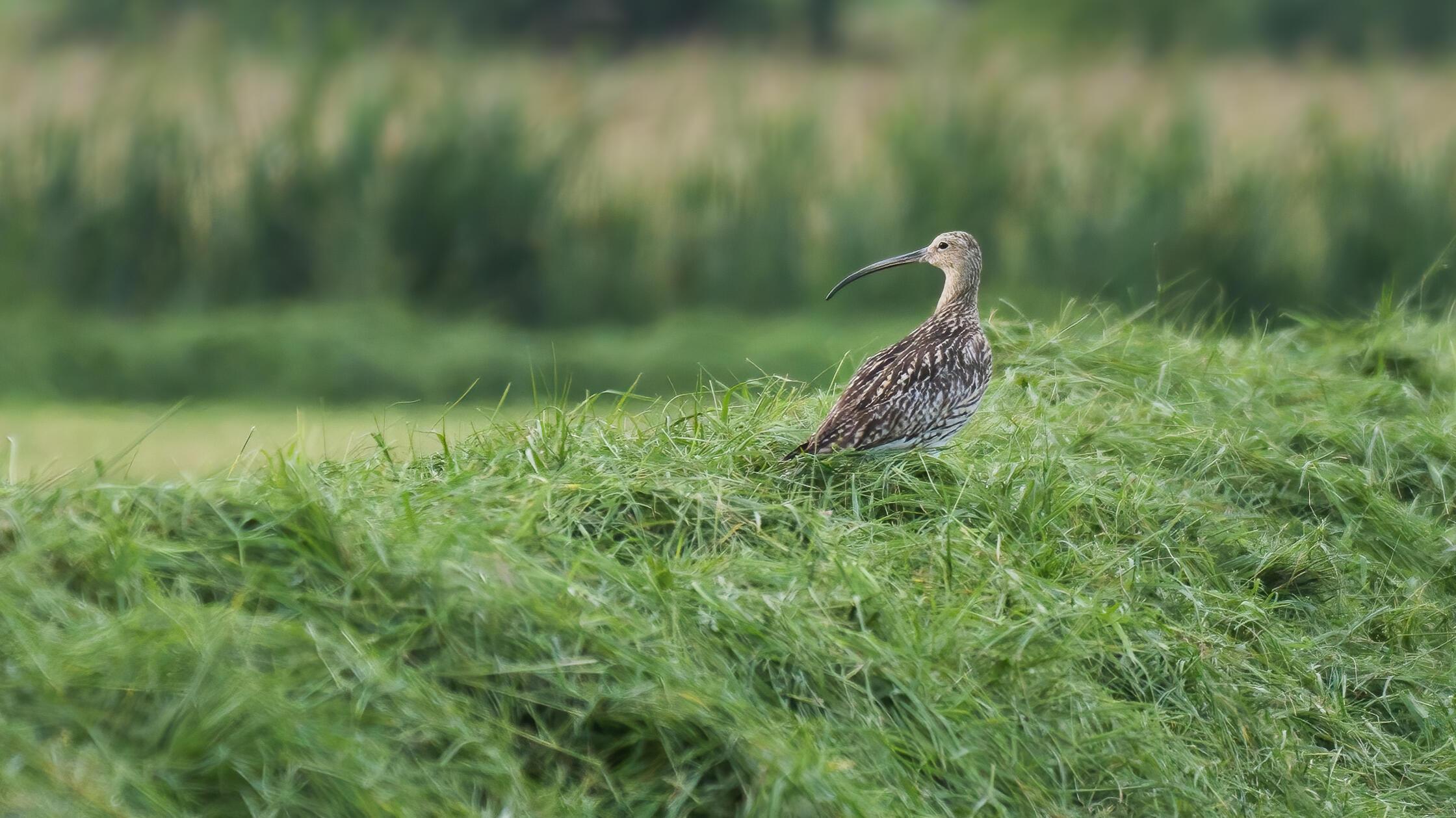 Sorgenkind Brachvogel: LBV sucht Bauern, die sich für das seltene Tier ...