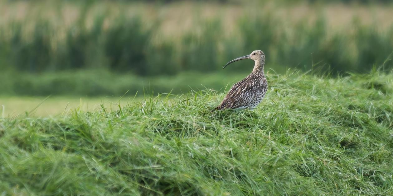 Sorgenkind Brachvogel: LBV sucht Bauern, die sich für das seltene Tier ...
