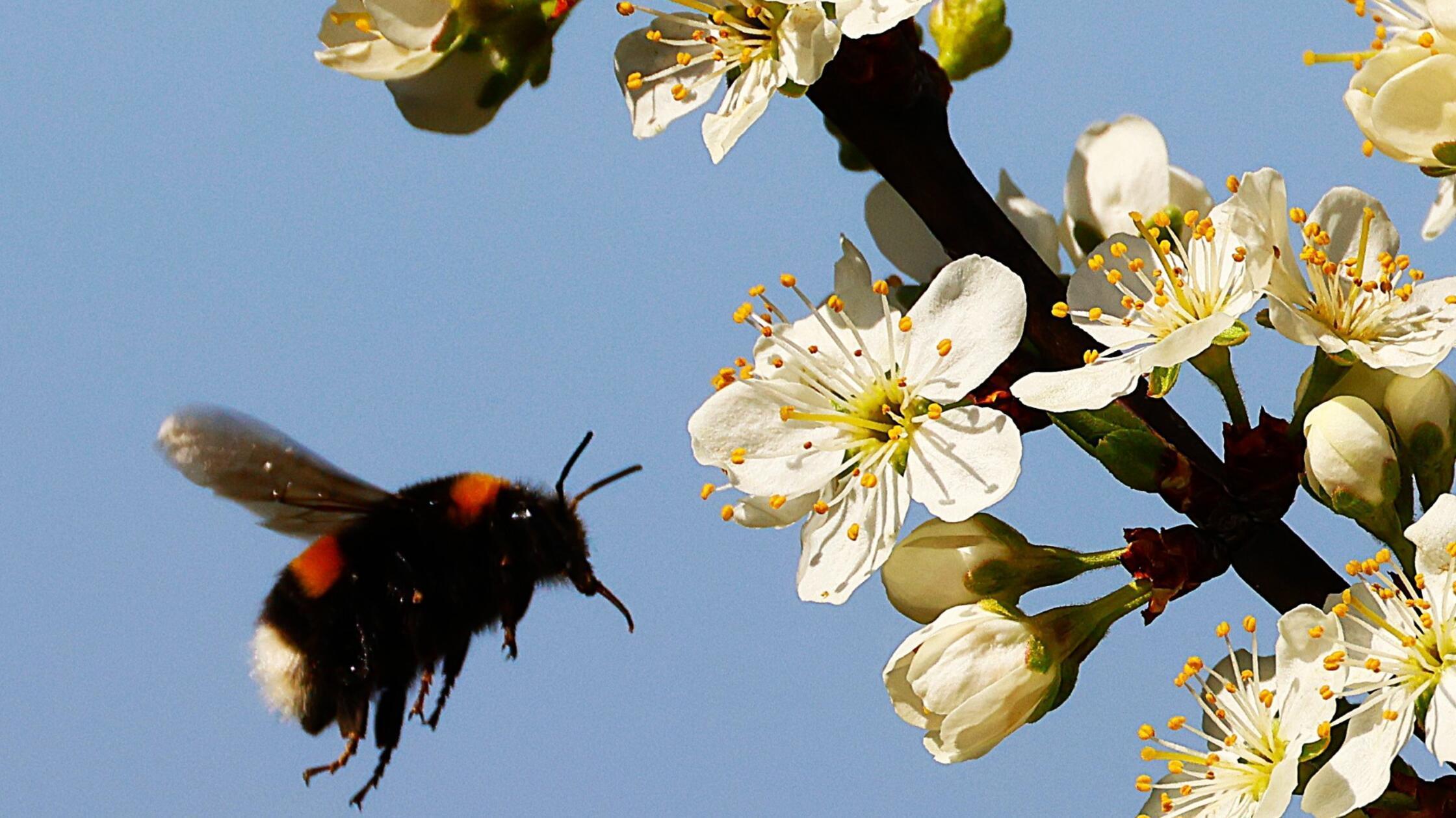 Unser Leser hat dieses tolle Foto einer Hummel, die um eine Mirabellenblüte schwirrt, aufgenommen.
