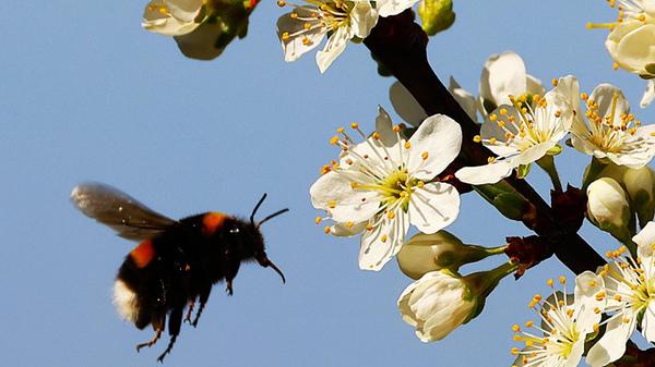 Unser Leser hat dieses tolle Foto einer Hummel, die um eine Mirabellenblüte schwirrt, aufgenommen.
