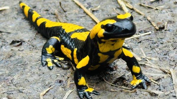 Unserem Leser ist ein Feuersalamander am Walberla über den Weg gelaufen, der den Regen genießt.