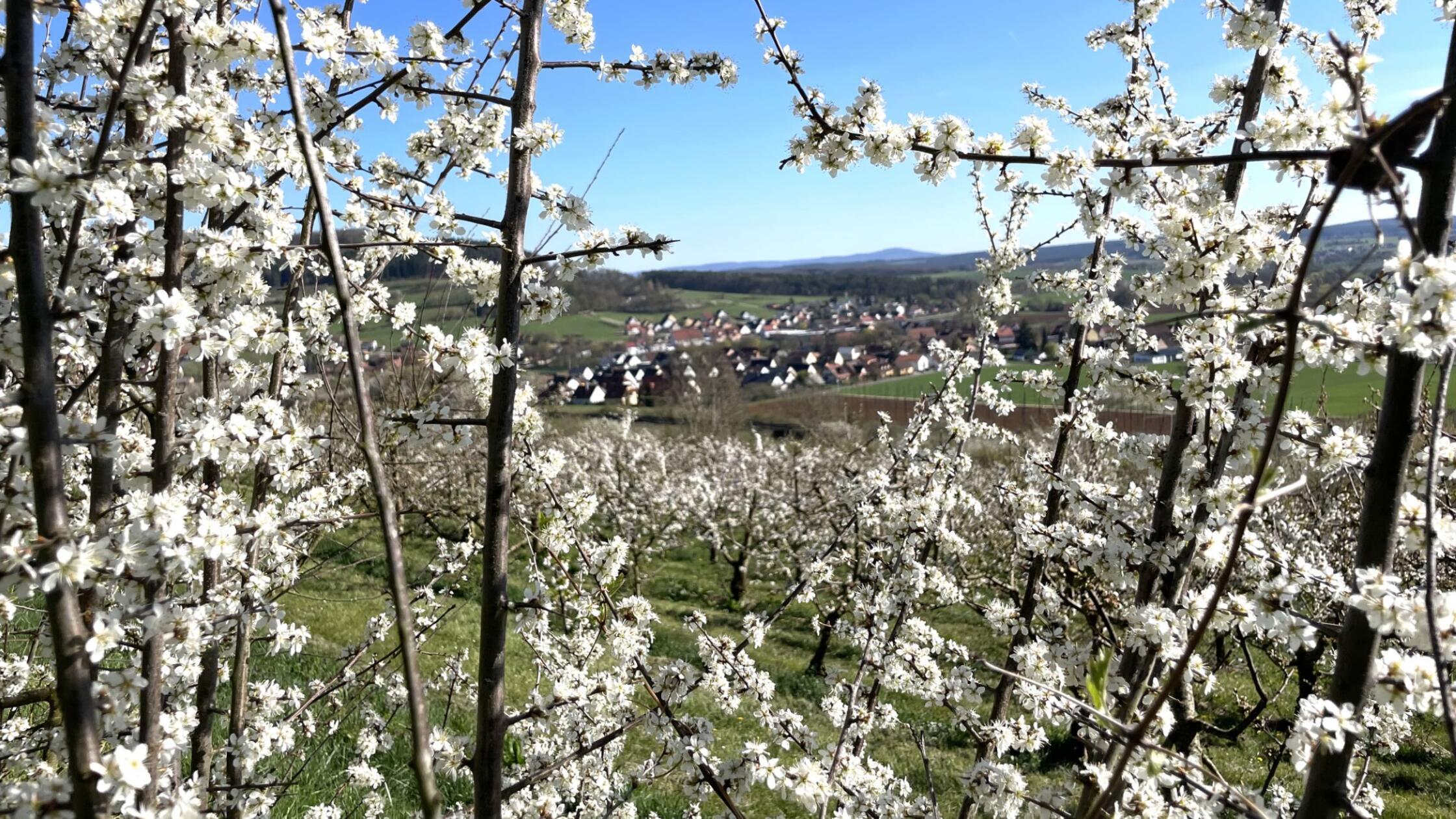 Die schöne Kirschblüte in der Fränkischen Schweiz berührt unsere Seele immer wieder, schreibt unsere Leserin dazu.