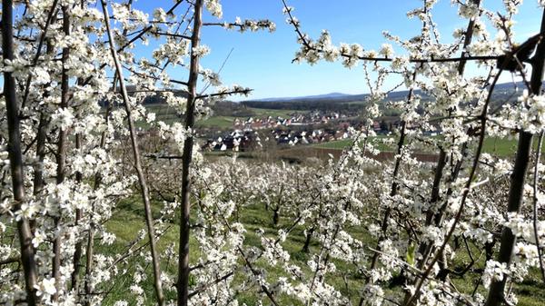 Die schöne Kirschblüte in der Fränkischen Schweiz berührt unsere Seele immer wieder, schreibt unsere Leserin dazu.
