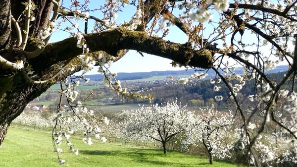 Die schöne Kirschblüte in der Fränkischen Schweiz berührt unsere Seele immer wieder, schreibt unsere Leserin dazu.