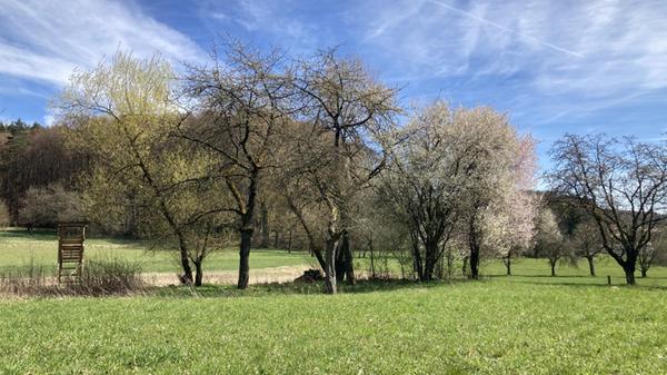 „Bunter Blütenzauber an den Bäumen in Birkenreuth“, schreibt unser Leser dazu.