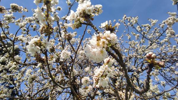 Unser Leser hat diese schöne Kirschbaumblüte rund um Pretzfeld fotografiert.