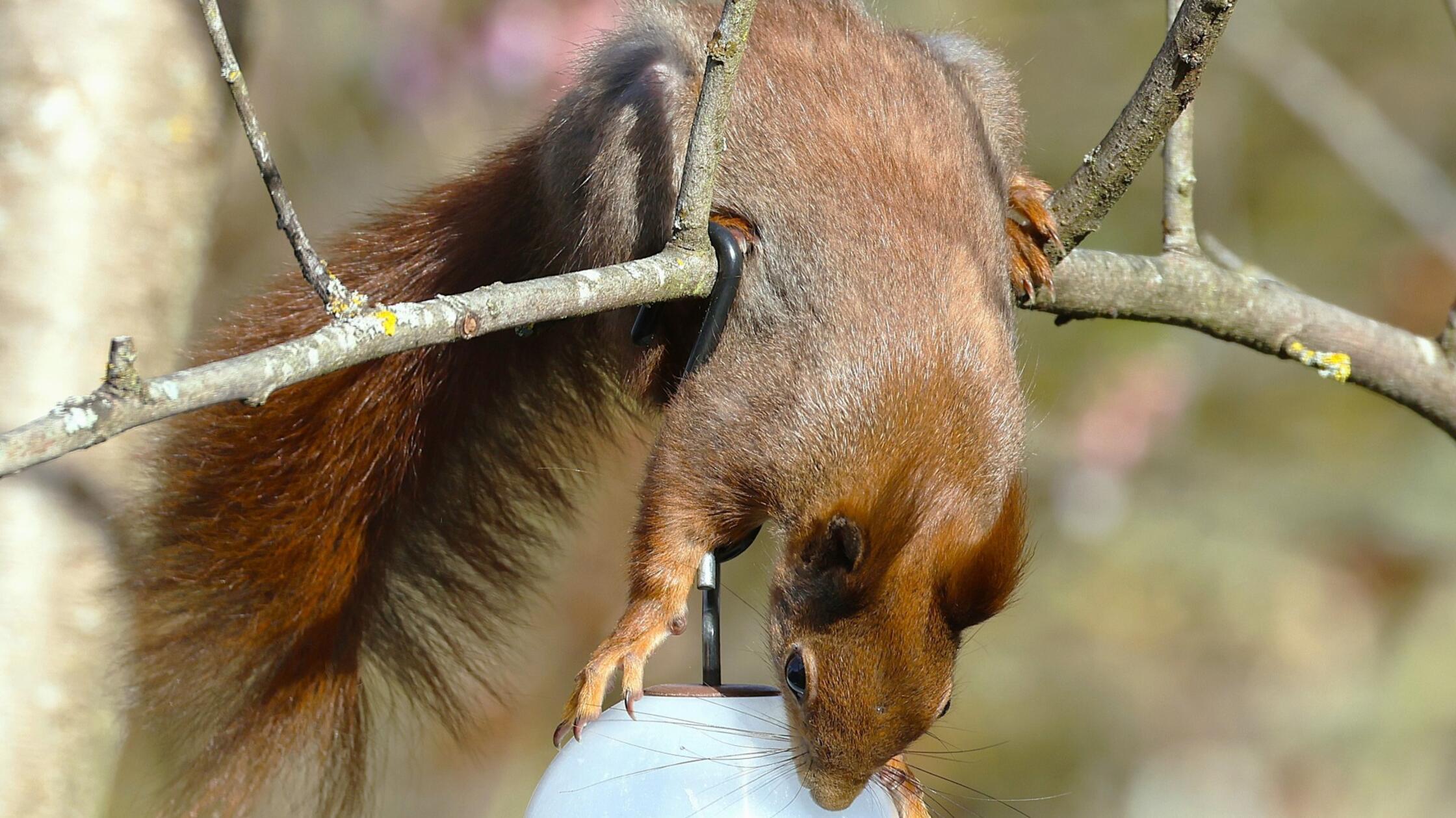 Unser Leser hat ein neugieriges Eichhörnchen auf Futtersuche fotografiert.
