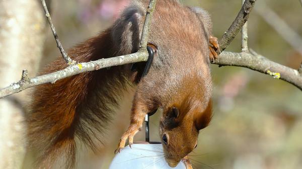 Unser Leser hat ein neugieriges Eichhörnchen auf Futtersuche fotografiert.