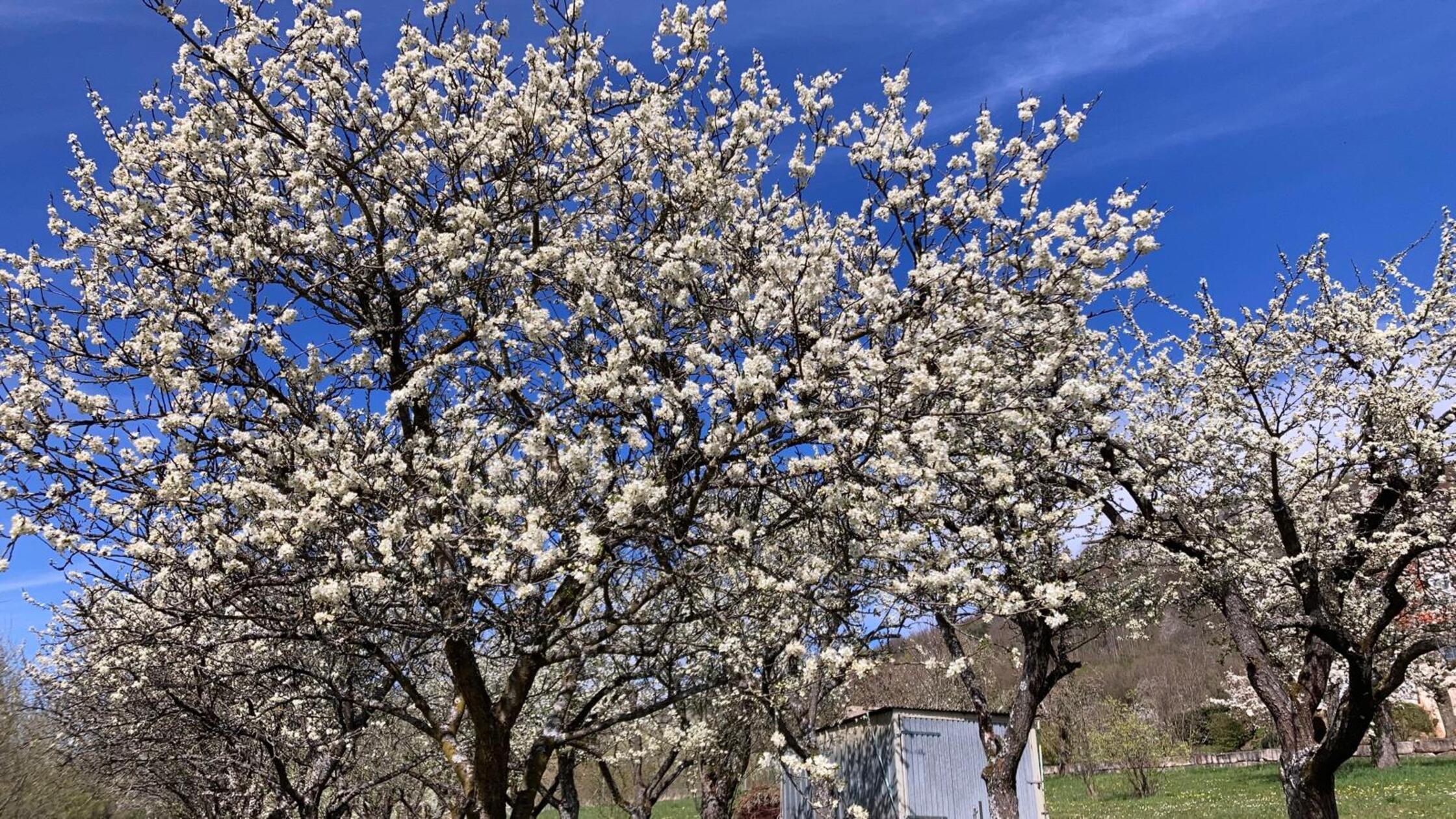 Unser Leser hat die Kirschblüten am Walberla fotografiert.