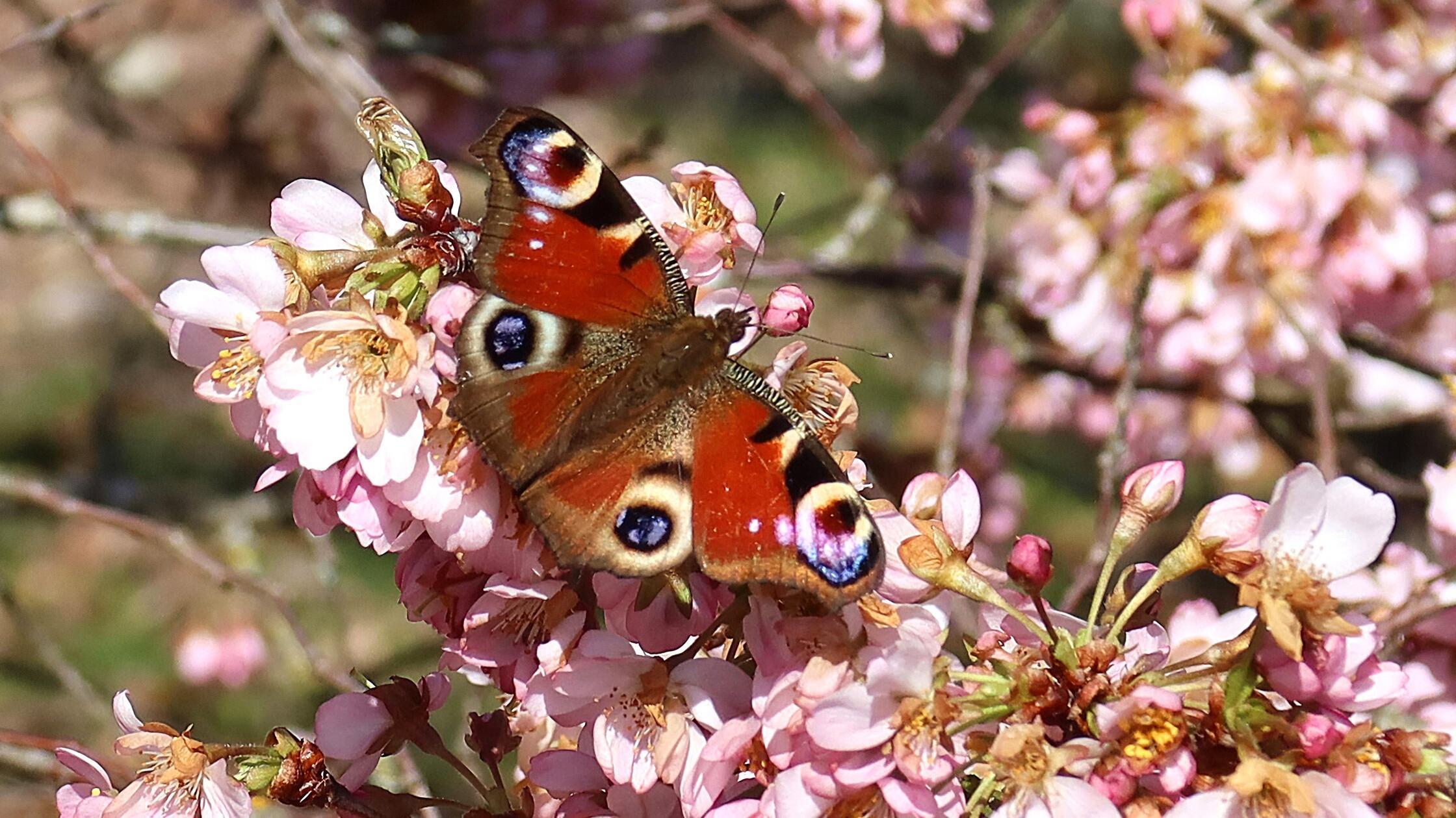 Unser Leser hat zu seiner Aufnahme gleich die passenden Worte gefunden: "Das Tagpfauenauge symbolisiert als Frühlingsbote Glück und Gesundheit. Ein toller Farbtupfer im Blütenmeer."
