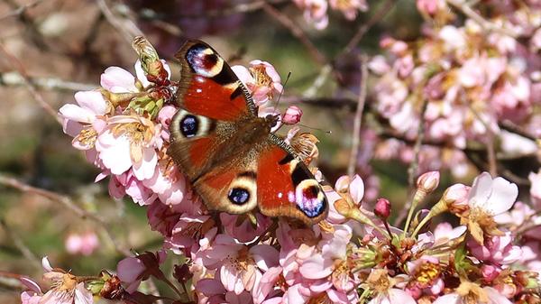Unser Leser hat zu seiner Aufnahme gleich die passenden Worte gefunden: "Das Tagpfauenauge symbolisiert als Frühlingsbote Glück und Gesundheit. Ein toller Farbtupfer im Blütenmeer."