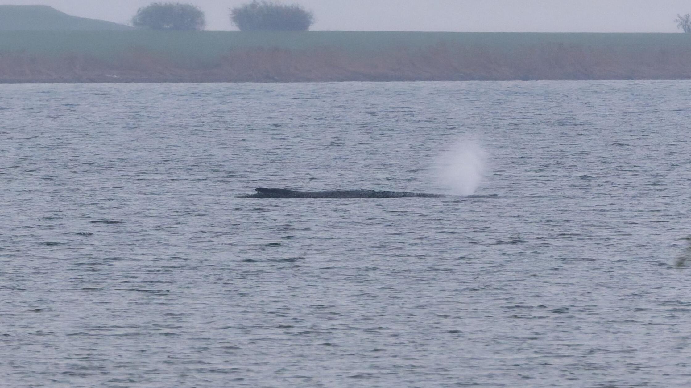 Der Buckelwal liegt am frühen Vormittag noch immer