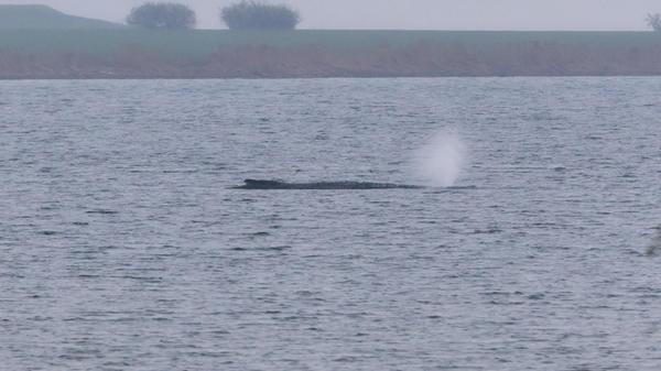 Der Buckelwal liegt am frühen Vormittag noch immer