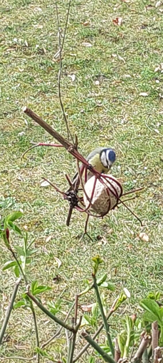 Meise mit Meisenknödel.