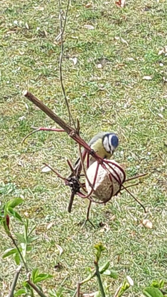 Meise mit Meisenknödel.