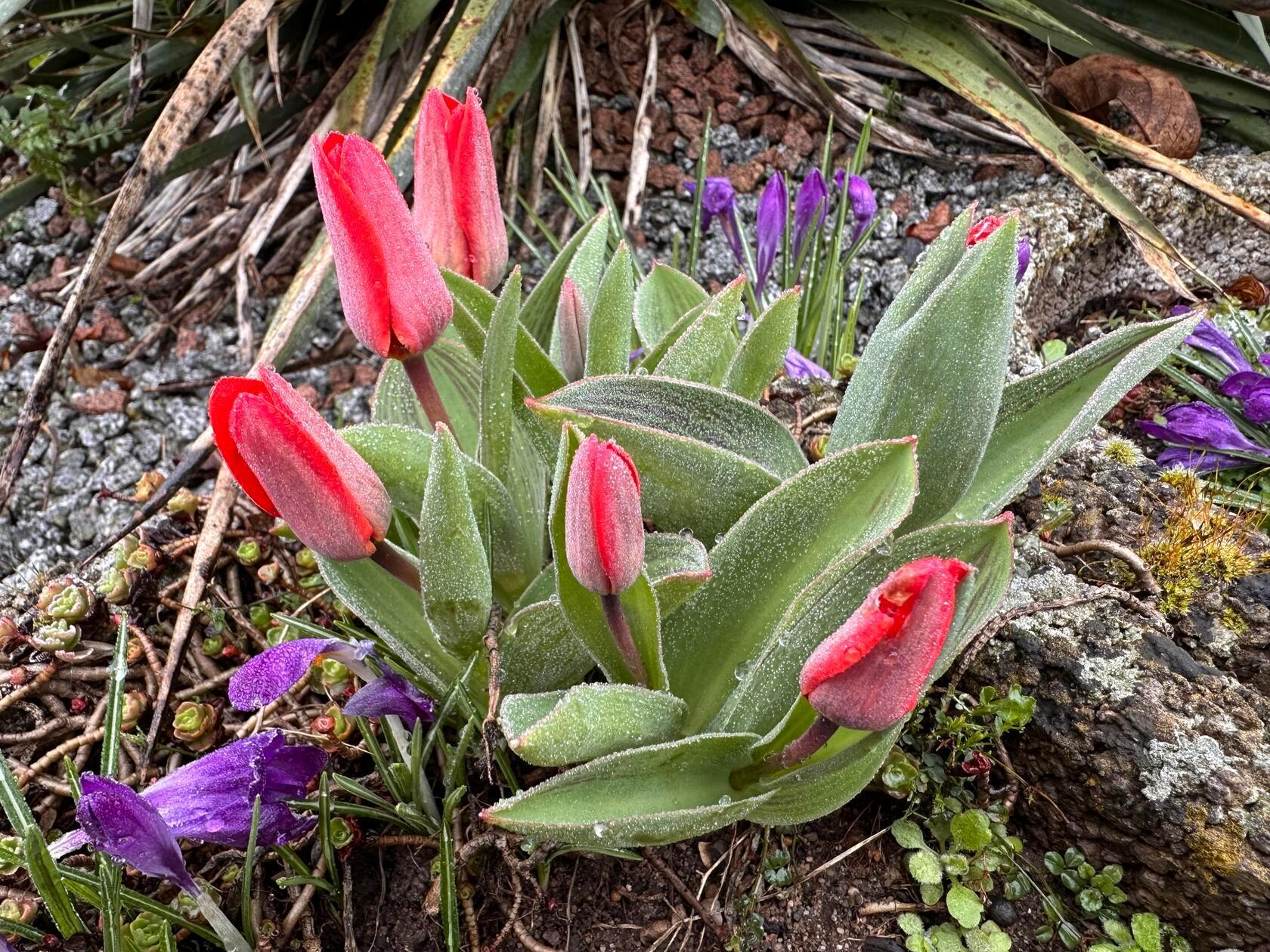 "Eisige Tulpen" hat unsere Leserin Petra Gaukler fotografiert.
