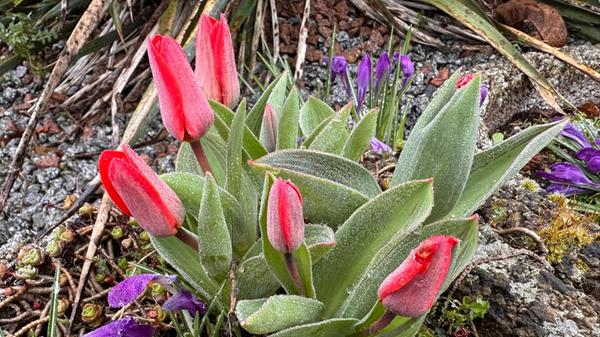 "Eisige Tulpen" hat unsere Leserin Petra Gaukler fotografiert.