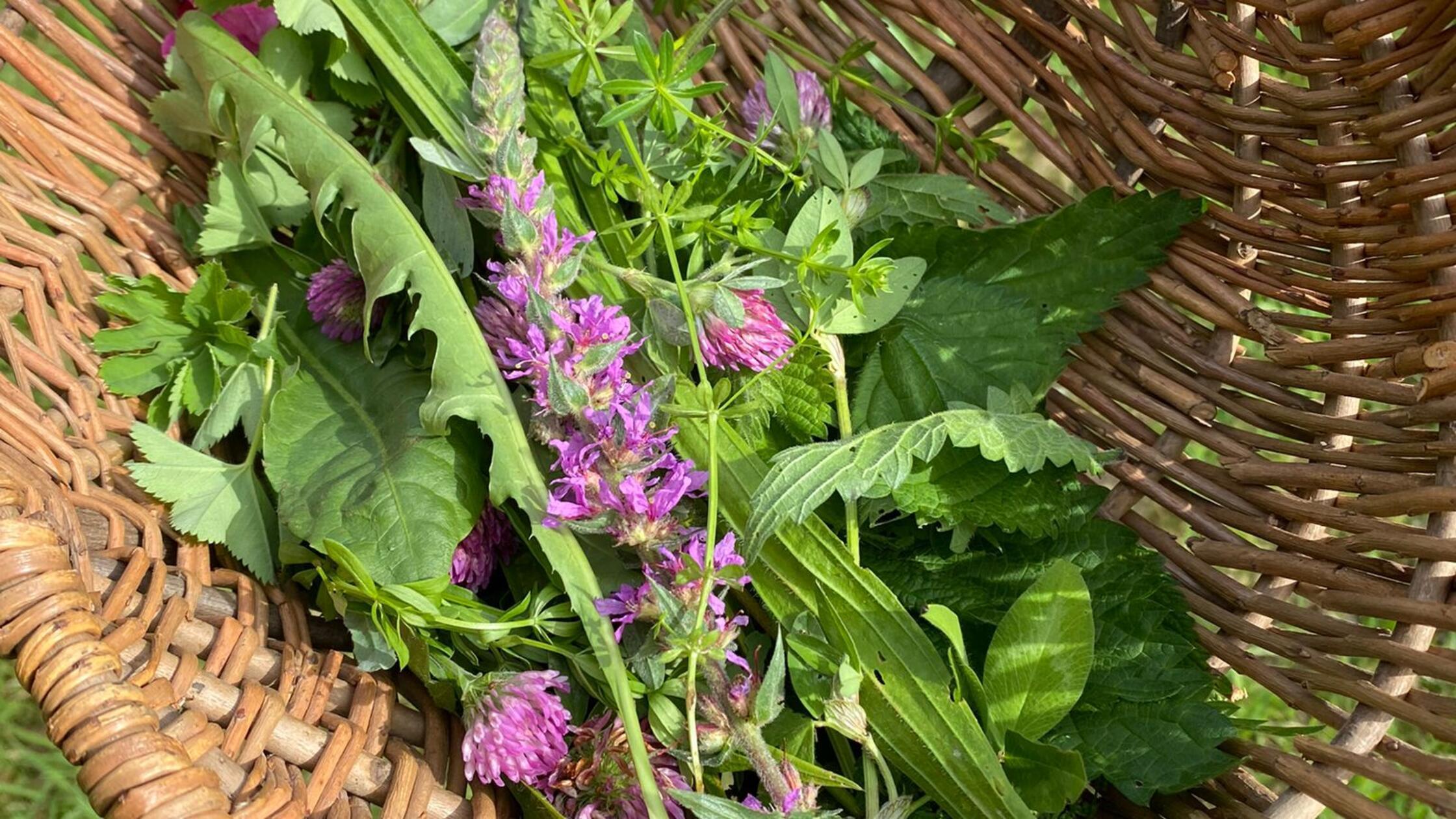 Bild von "Was wächst am Wegesrand"
