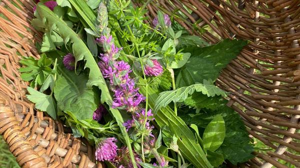 Bild von "Was wächst am Wegesrand"