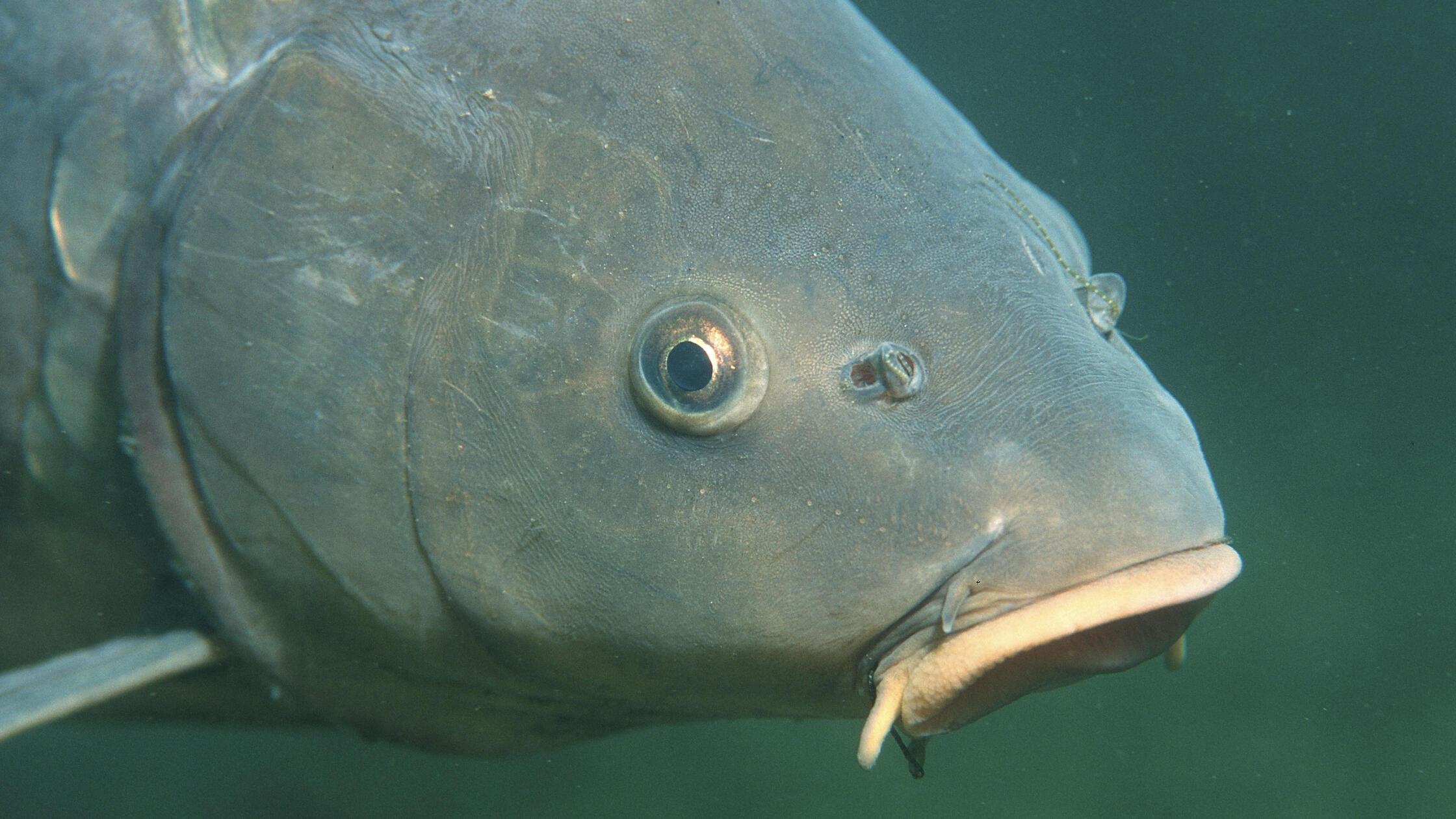 Kapfen, Spiegelkarpfen, Cyprinus carpio, Deutschla