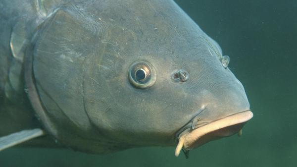Kapfen, Spiegelkarpfen, Cyprinus carpio, Deutschla