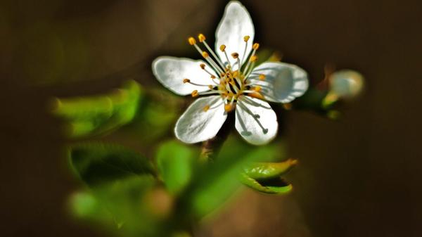 Diese Frühlingsblüte hat unser Leser Theo Körner mit einem Vintageobjektiv fotografiert.
