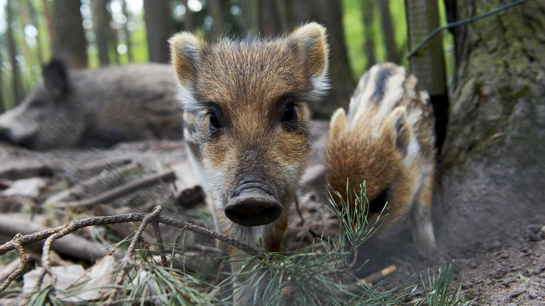 Frischlinge im Fürther Stadtwald