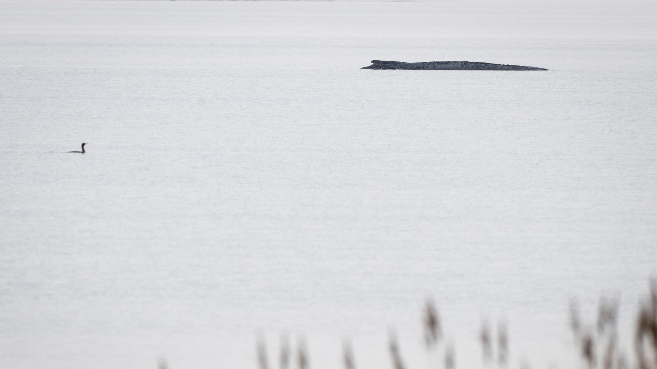 Demos & Connor im Shitstorm: Woher kommt die Wut um den Wal?