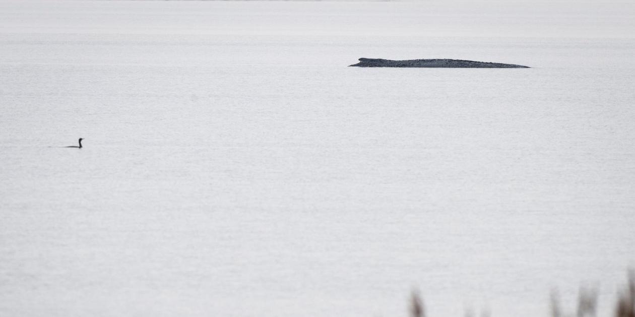 Demos & Connor im Shitstorm: Woher kommt die Wut um den Wal?