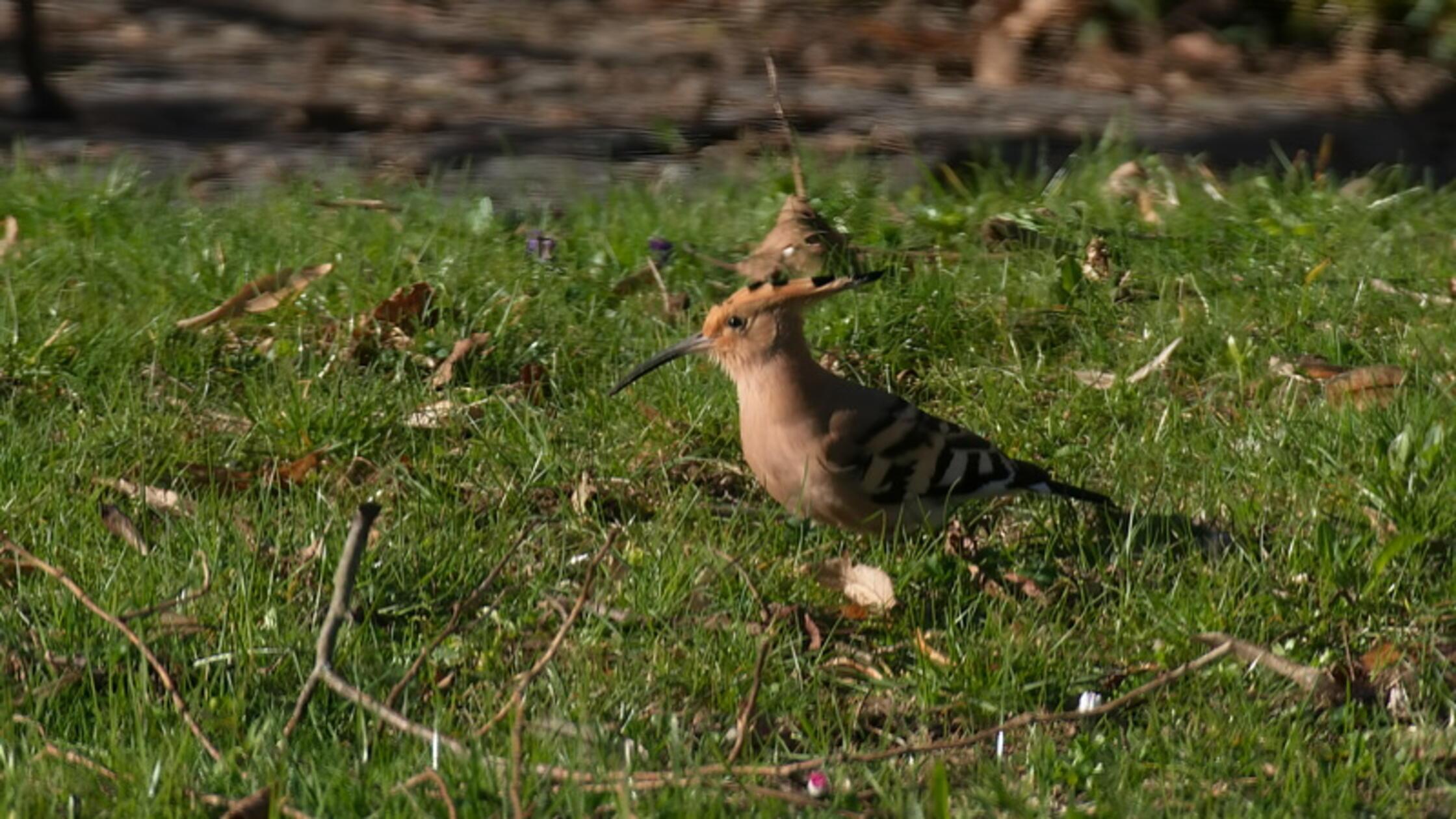 "Ein besonderer Gast in unserem Garten, ein Wiedehopf", schreibt unser Leser zu dieser gelungenen Aufnahme.