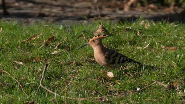 "Ein besonderer Gast in unserem Garten, ein Wiedehopf", schreibt unser Leser zu dieser gelungenen Aufnahme.