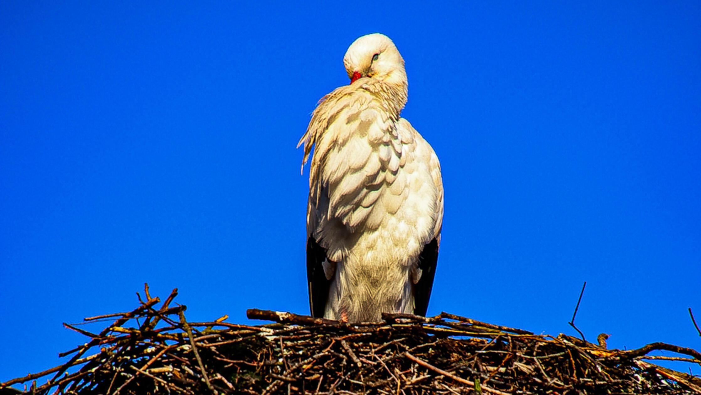 Die Störche sind vielerorts wieder zurück. Unserer Leserin ist diese tolle Aufnahme hier gelungen.
