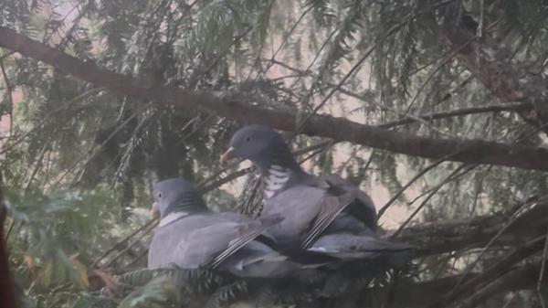 Ein brütendes Taubenpärchen in Bernlohe.