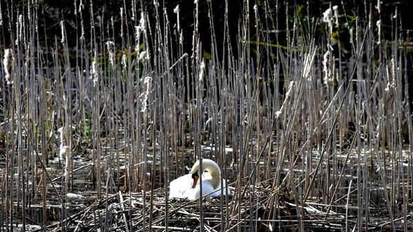 Beim Brüten baut das Schwanenpaar zuerst ein großes Nest aus Schilf, Gras und Zweigen am Rand eines Gewässers. Hier an den Stockweihern in Weiherhaus bei Herpersdorf.