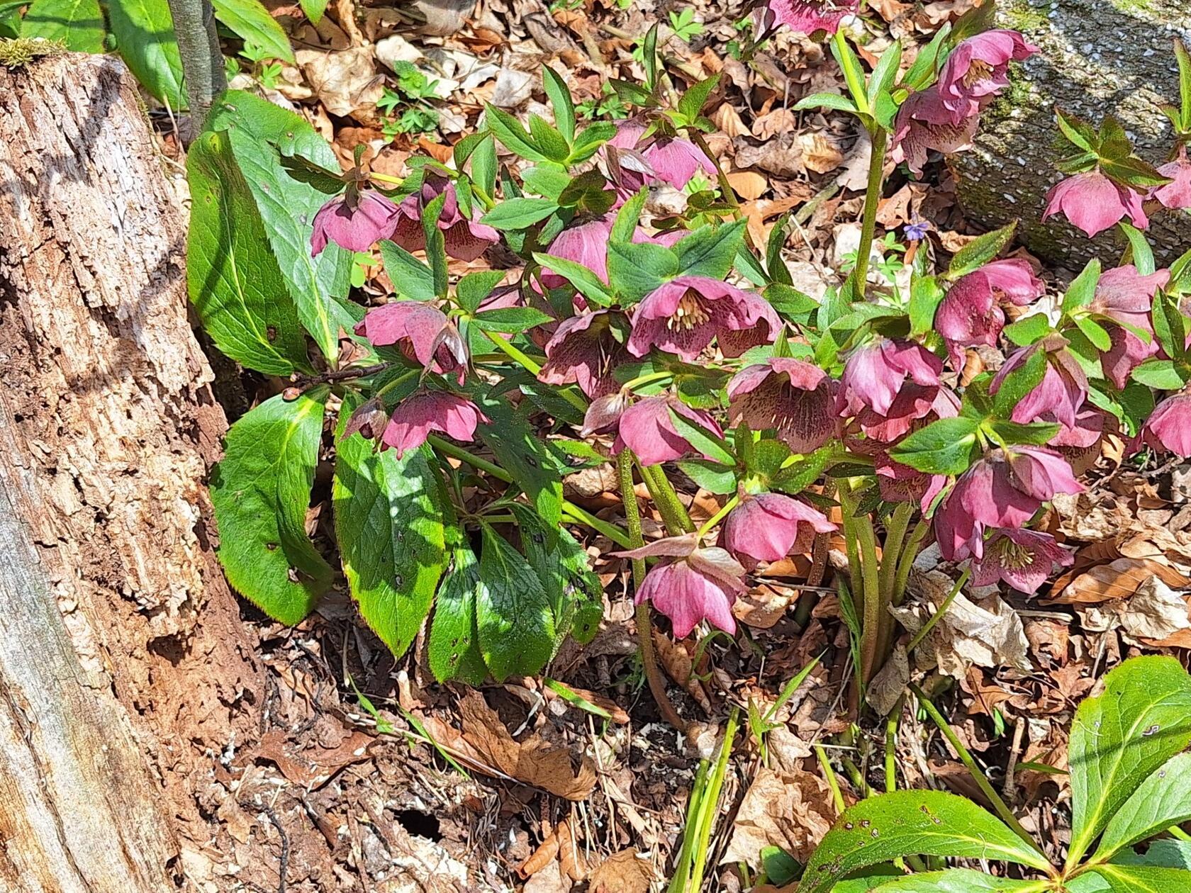Der Christrosenwald bei Hohenstadt ist ein beeindruckendes, natürliches Vorkommen von Christrosen.